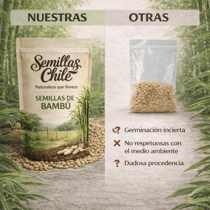 Semillas PREMIUM ciprés de bambú de la suerte (5 gramos) + ENVIO GRATIS